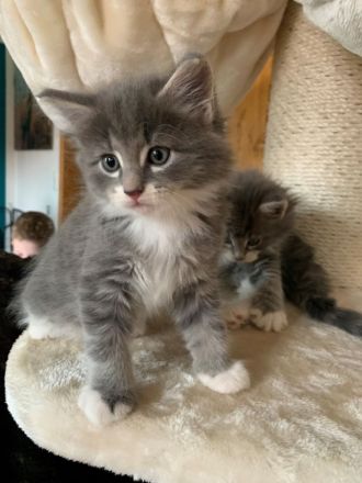 Wunderschöne Norwegische Waldkatzen