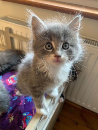 Wunderschöne Norwegische Waldkatzen