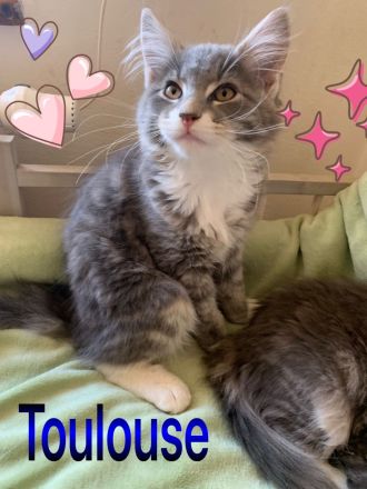 Wunderschöne Norwegische Waldkatzen