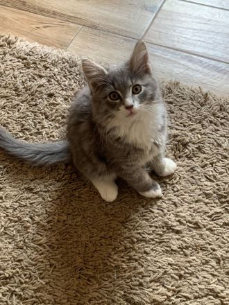 Wunderschöne Norwegische Waldkatzen