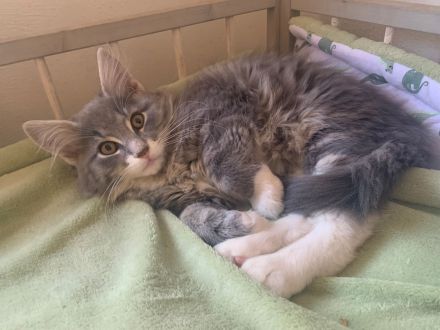 Wunderschöne Norwegische Waldkatzen