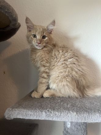 Maine Coon / BKH Kitten