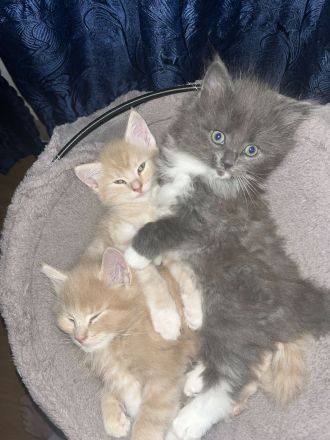 Maine Coon / BKH Kitten