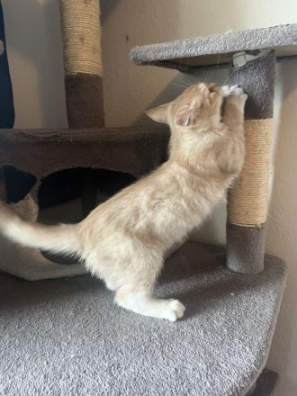 Maine Coon / BKH Kitten