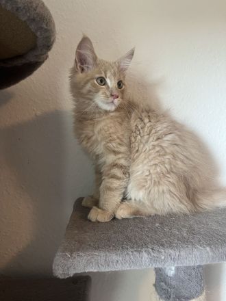 Maine Coon / BKH Kitten