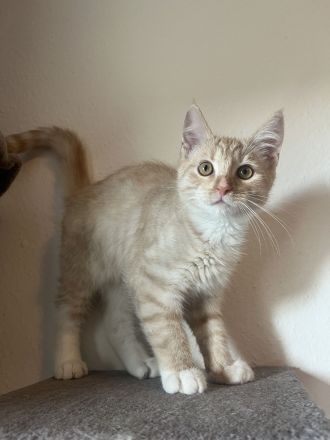 Maine Coon / BKH Kitten