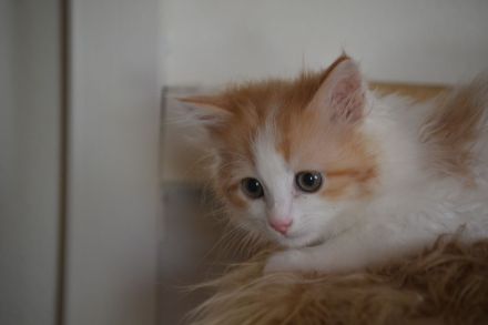 Babajewo's Nachwuchs wächst und wird immer kuschliger