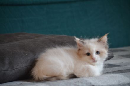 Babajewo's Nachwuchs wächst und wird immer kuschliger