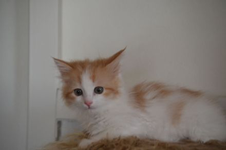 Babajewo's Nachwuchs wächst und wird immer kuschliger