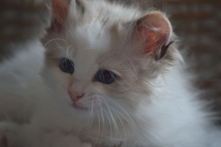 Babajewo's Nachwuchs wächst und wird immer kuschliger