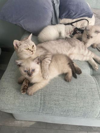 Britisch Kurzhaar Kätzchen ❤