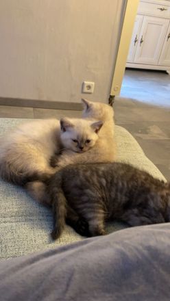 Britisch Kurzhaar Kätzchen ❤