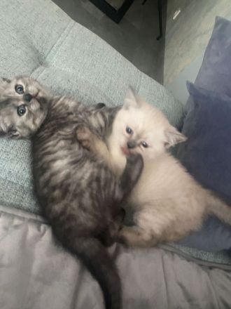 Britisch Kurzhaar Kätzchen ❤