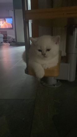 Britisch Kurzhaar Kätzchen ❤