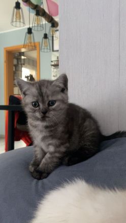 Britisch Kurzhaar Kätzchen ❤