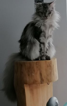 Maine coon kitten XXL (reinrassig)