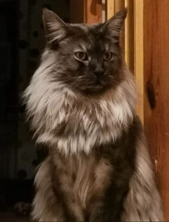 Maine coon kitten XXL (reinrassig)