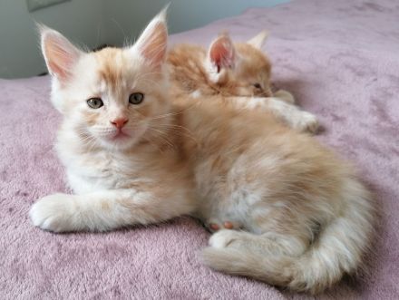 Maine coon kitten XXL (reinrassig)