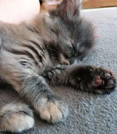 Maine coon kitten XXL (reinrassig)