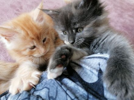 Maine coon kitten XXL (reinrassig)