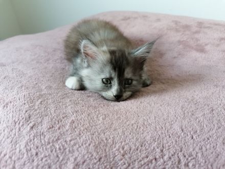 Maine coon kitten XXL (reinrassig)