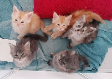 Maine coon kitten XXL (reinrassig)