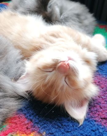 Maine coon kitten XXL (reinrassig)