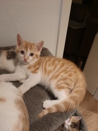 Babykatzen Kitten von Glückskatze