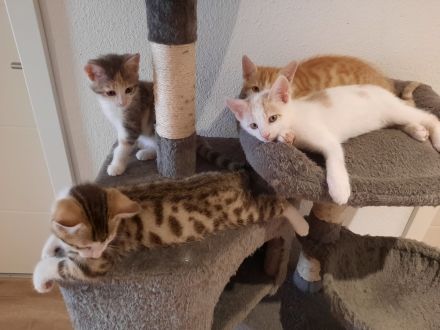 Babykatzen Kitten von Glückskatze