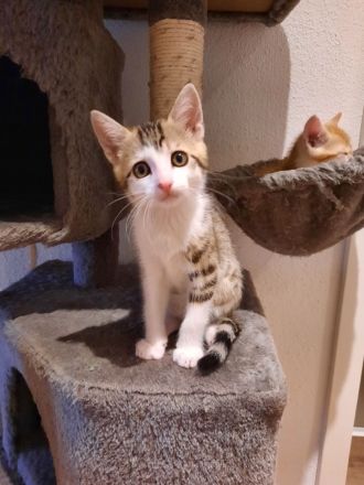 Babykatzen Kitten von Glückskatze