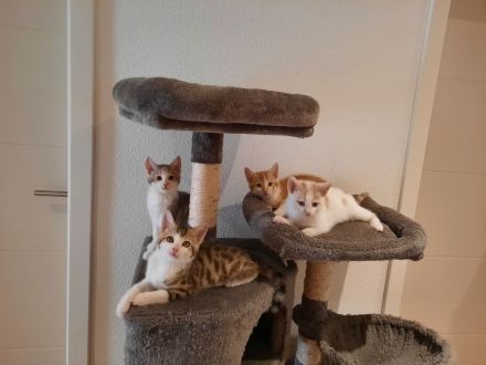 Babykatzen Kitten von Glückskatze