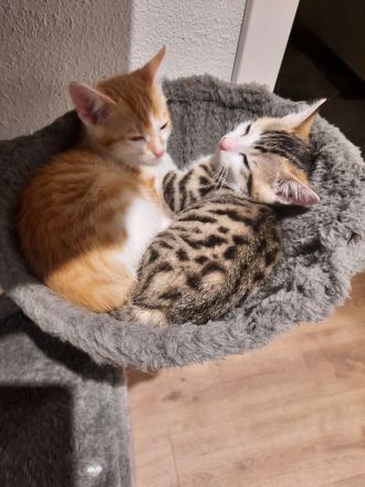 Babykatzen Kitten von Glückskatze