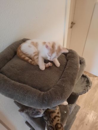 Babykatzen Kitten von Glückskatze