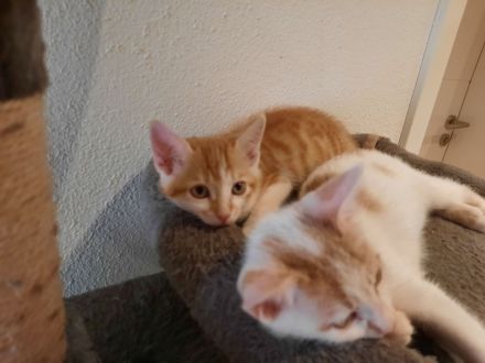 Babykatzen Kitten von Glückskatze