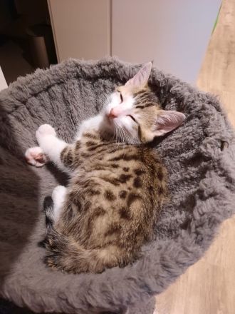 Babykatzen Kitten von Glückskatze