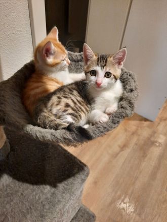 Babykatzen Kitten von Glückskatze