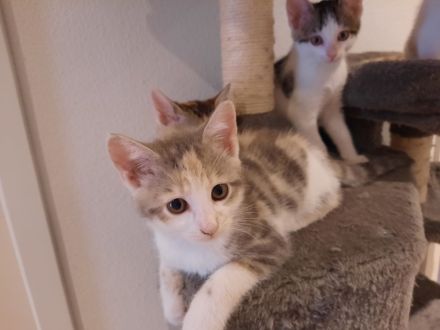 Babykatzen Kitten von Glückskatze