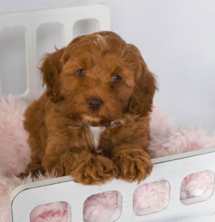 Goldene Doodle-Welpen.