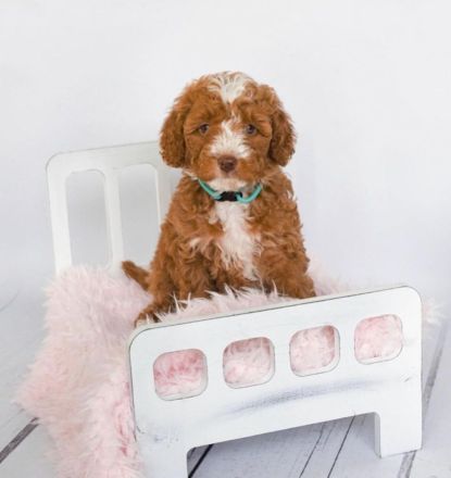 Goldene Doodle-Welpen.