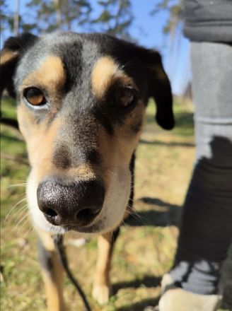 Salanti Für-Immer-Zuhause oder Pflegestelle gesucht