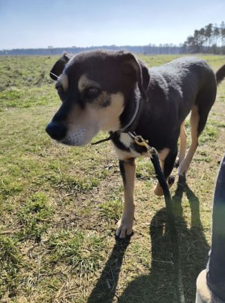 Salanti Für-Immer-Zuhause oder Pflegestelle gesucht