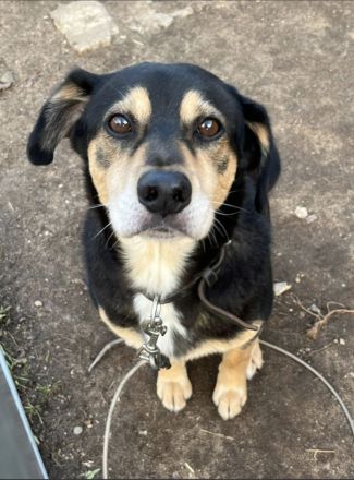 Salanti Für-Immer-Zuhause oder Pflegestelle gesucht