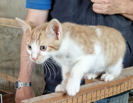 Katze Kitten reinrassig EKH Hauskatze Schutzgebühr Babykatze