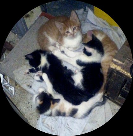 Katze Kitten reinrassig EKH Hauskatze Schutzgebühr Babykatze