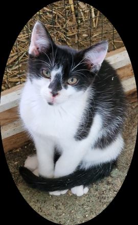 Katze Kitten reinrassig EKH Hauskatze Schutzgebühr Babykatze