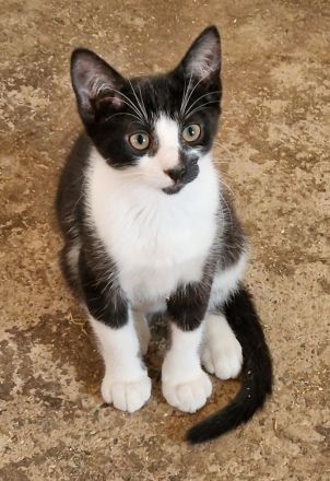 Katze Kitten reinrassig EKH Hauskatze Schutzgebühr Babykatze