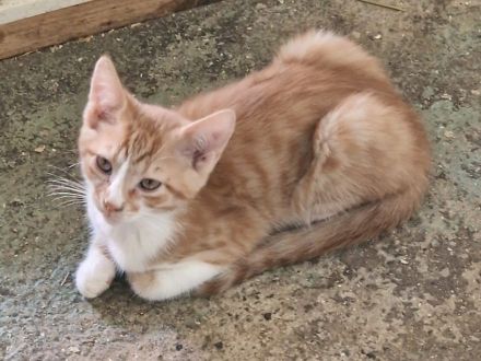 Katze Kitten reinrassig EKH Hauskatze Schutzgebühr Babykatze