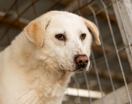 Kann PETE dein Herz erobern?