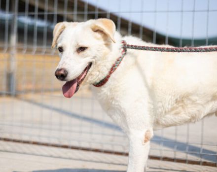 Kann PETE dein Herz erobern?