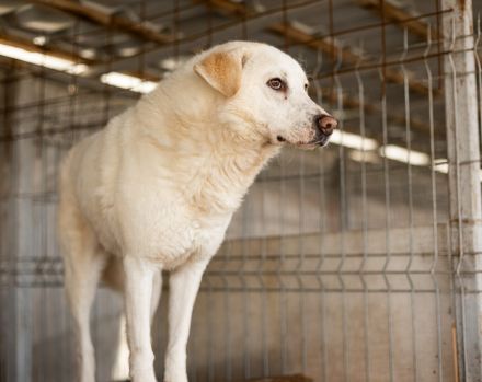 Kann PETE dein Herz erobern?